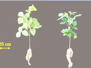 Tạo phân bón nano từ trấu và vỏ tôm bằng công nghệ chiếu xạ